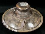 Fossil Goniatite Dish with Lid - Stoneware #12210-1